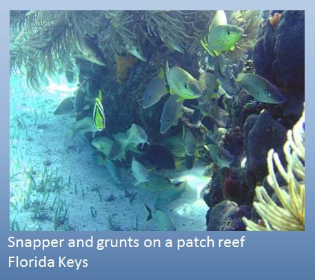 coral reef fish